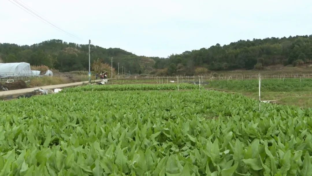 宝马娱乐在线电子游戏宝鸡市陈仓区： “四步走”建强乡村振兴人才队伍(图1)