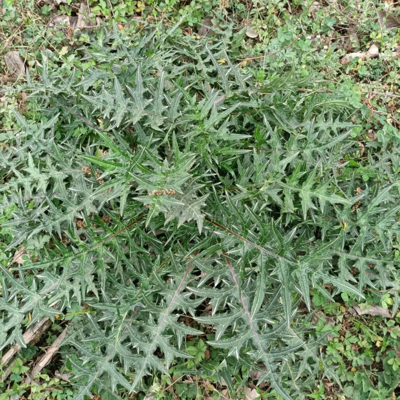 奔驰宝马游戏大厅这野菜名十分奇特叫“马兰头”不仅有丰富的营养还有药用价值(图1)