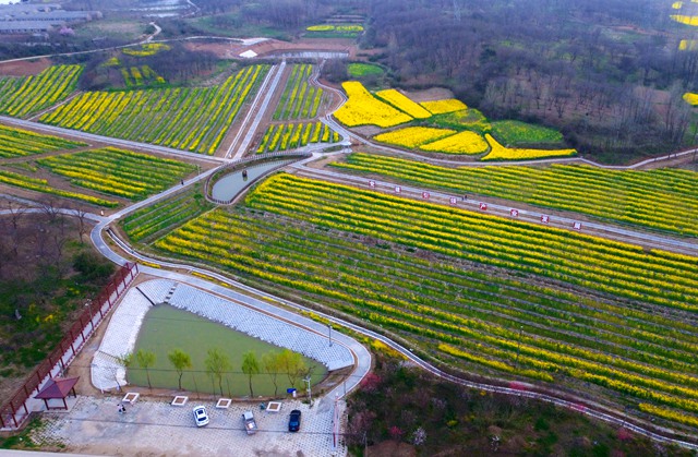 效益好 特色优 新型产业助推乡村振兴——平定县南上庄村鱼菜共生项目蓄势发力前景好(图1)