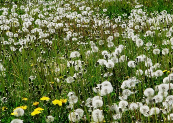 睢县：种植蒲公英开出好“钱”景(图1)