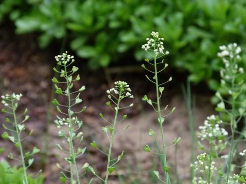 虞城县李老家乡袁庄村：荠荠菜成了“黄金菜”(图1)