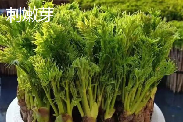 农村树上的野菜“刺老芽”价格比肉还贵为啥呢？(图1)