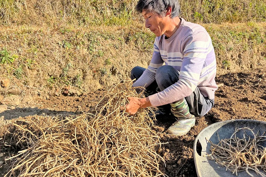 一盘折耳根铺就致富路(图1)