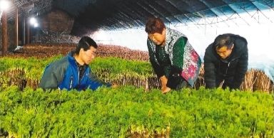 东北开始大量种植却没几人见过出口日韩成佳肴 2千元一斤(图1)