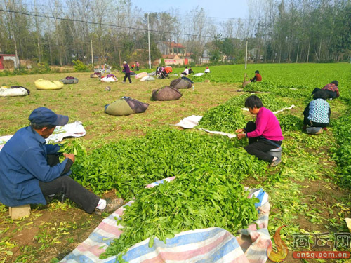 宝马娱乐在线电子游戏荠菜煮山养乌鸡蛋更营养(图1)