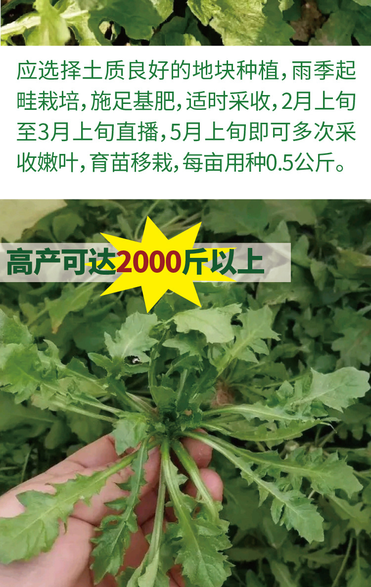 奔驰宝马游戏大厅河南虞城县：一棵荠菜种出44个亿(图1)