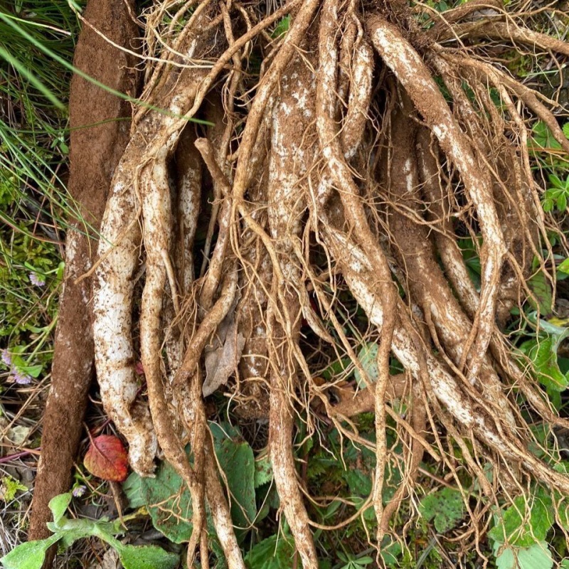 宝马娱乐在线电子游戏夏县水头镇特色蔬菜产业种植面积稳步提升(图1)